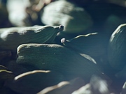 Brit Rhythm - Scent Notes - Cardamom