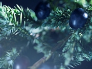 Brit Rhythm - Scent Notes - Juniper berries