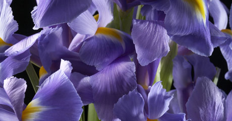 Tuscan Iris Absolute Dior Homme